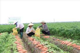 VIDEO: Hải Dương, địa phương đầu tiên của cả nước được cấp mã số vùng trồng rau xuất khẩu